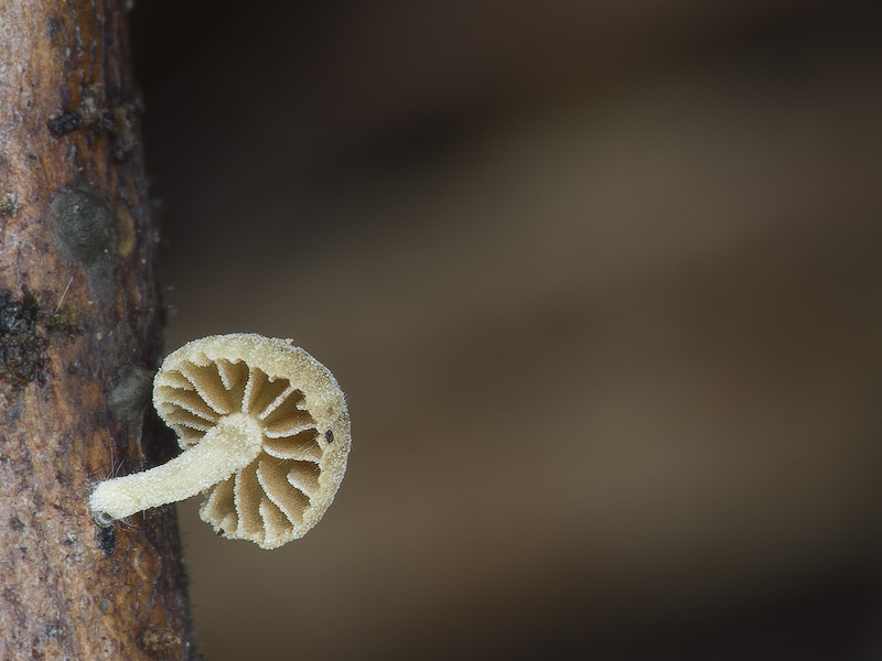 Simocybe rubi